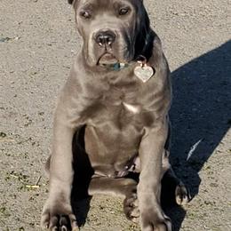 "Sapphire" Cane Corso Puppies from True Love Cane Corso