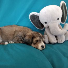 Bernedoodle Puppies from Positively Doodles