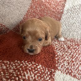 Cavapoo Puppies from Coles Cavapoo’s