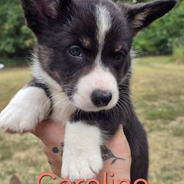 Caroline - Black and white female Cardigan Welsh Corgi puppy in Bland, Missouri from Shadey Lane Corgis
