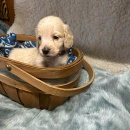 Rooker - Cream male Dachshund puppy in Myrtle, Mississippi from Mel’s Pups