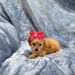 AKC toy poodle- Dolly - Apricot female Poodle puppy in Tennessee Colony, Texas from Poodle an Doodles 3:16