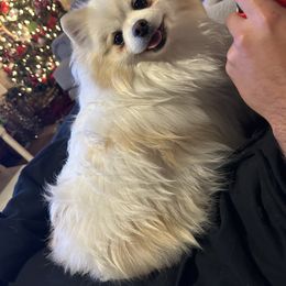 Piggy - Pomeranian