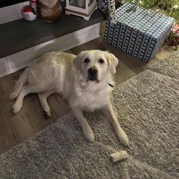 Golden Retrievers from Lakeshore Goldens FXBG