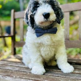 Duce - Merle male Bernedoodle puppy in Natural Bridge, Virginia from Rockbridge Puppies