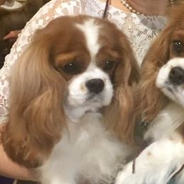 Rottweiler and Cavalier King Charles Spaniel Puppies from Nighthawk Rottweilers & Cavalier King Charles Spaniels