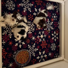 Yorkshire Terrier Puppies from Tails of Joy MA