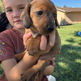 Winnie - Dapple female Dachshund puppy in Cedar City, Utah from Mini Dachshunds