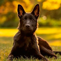 KiKi - German Shepherd