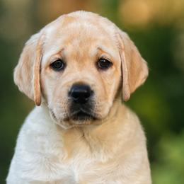 Purple Collar - Yellow female Labrador Retriever puppy in Madison, Wisconsin from Meritrust Labradors