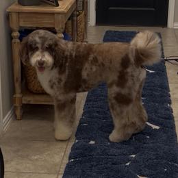 Legend - Bernedoodle