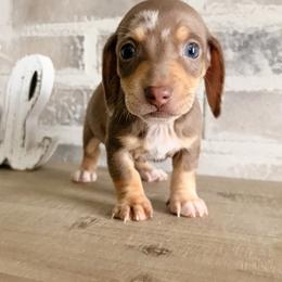 Boy dapple 2 (CKC Registered) - Dapple male Dachshund puppy in Nacogdoches, Texas from S7 Dachsunds