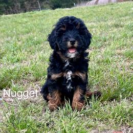 Nugget - Phantom male Goldendoodle puppy in Crawford, Mississippi from Magnolia State Poodles and Doodles