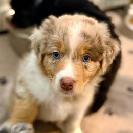 Lily - Red merle female Australian Shepherd puppy in Clover, South Carolina from Jo’s Aussies
