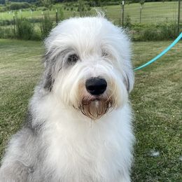 Old English Sheepdog All Grown Up from Owasco Valley Sheepies