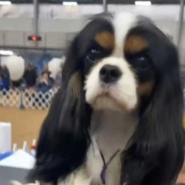 Tori - Cavalier King Charles Spaniel
