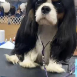 Tori - Cavalier King Charles Spaniel