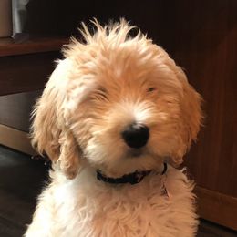 Goldendoodle Puppies from Wisconsin Doodles