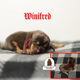 Winifred - Liver and tan female Bloodhound puppy in Wamego, Kansas from Flint Hills Hounds