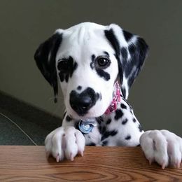 Dalmatian Puppies from Paisley