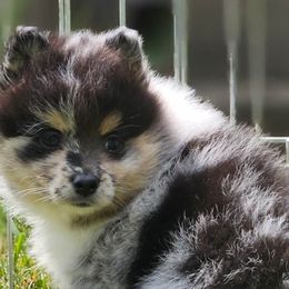 Angel - Merle Pomsky puppy in Wheeling, Illinois from Bear Cave Pomskies