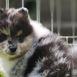 Angel - Merle Pomsky puppy in Wheeling, Illinois from Bear Cave Pomskies