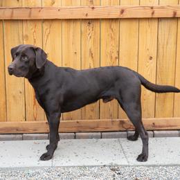 Labrador Retriever puppies from Humphrey Retrievers