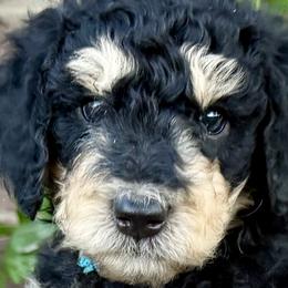 Bernedoodles and Poodles from Trinity Alps Bernedoodles