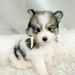 Briar - Black and white female Pomsky puppy in Cleveland, Ohio from Lake Point Pomskies
