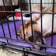Borzoi and Samoyed Puppies from Kalabria