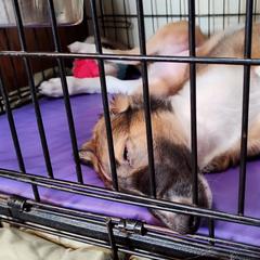 Borzoi and Samoyed Puppies from Kalabria