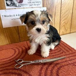 Girl 3 - Parti female Yorkshire Terrier puppy in Bear Creek, North Carolina from Yorkie Time