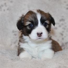 Poppy (fluffy) - Red female Pembroke Welsh Corgi puppy in Goliad, Texas from Rogers’ Fluffy Butt Corgis