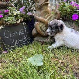 Comet - Merle male Saint Berdoodle puppy in Traverse City, Michigan from Bare Paws Saint Berdoodles