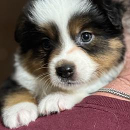Girl 1 - female Miniature American Shepherd puppy in Estacada, Oregon from Malachi Kennels