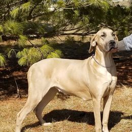 Bones - Great Dane