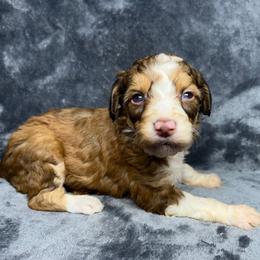 Girl 1 - Red female Aussiedoodle puppy in Alabama from SBA Aussies