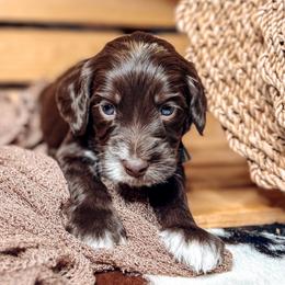 Booker - Chocolate male Australian Labradoodle puppy in Decatur, Alabama from Southern Meadows Doodles