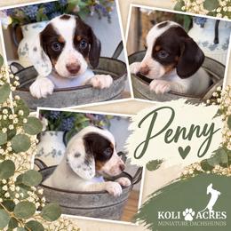Penny - Piebald female Dachshund puppy in Kemp, Texas from Koli Acres