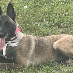 IZLA - Belgian Malinois