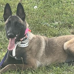 IZLA - Belgian Malinois