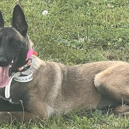 IZLA - Belgian Malinois