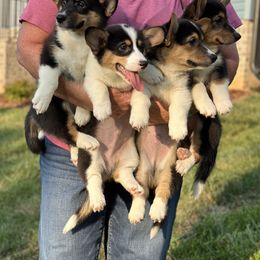 Pembroke Welsh Corgi Puppies from Low Rider Corgis Co