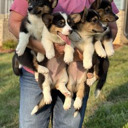 Pembroke Welsh Corgi Puppies from Low Rider Corgis Co