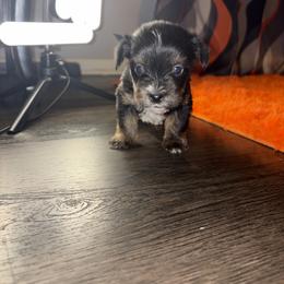 Shorkie Puppies from Sharlena Henderson