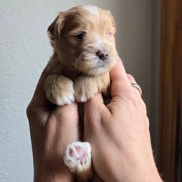 Druski - White and tan male Maltese puppy in Ludington, Michigan from OT Maltese & Co