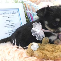 Chihuahua Puppies from Fine Whines & Lickers