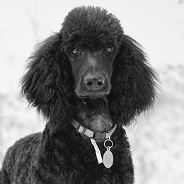 Poodles from SparrowSong Poodles