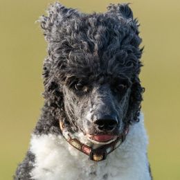Apollo - Poodle