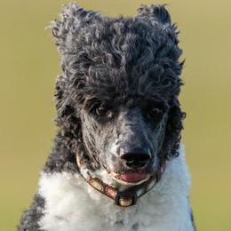 Apollo - Poodle